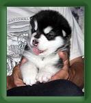 030621 Skye 1 * 500 x 572 * (23KB)